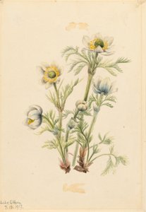 Plymanemone (Pulsatilla occidentalis) av Mary Vaux Walcott