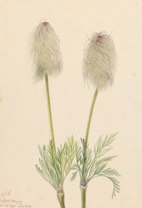 Plymanemon Pulsatilla occidentalis, 1923. av Mary Vaux Walcott