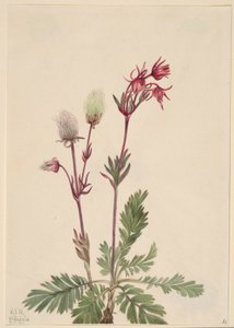 Prärie-rök (Sieversia ciliata) av Mary Vaux Walcott