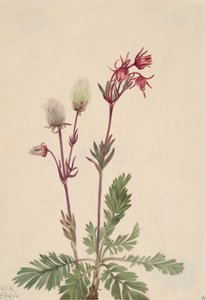Prairie-Smoke Sieversia ciliata, 1921. av Mary Vaux Walcott