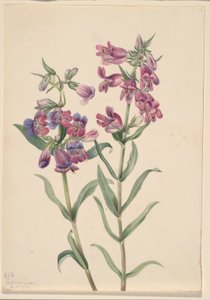 Prärie Pentstemon (Pentstemon erianthera) av Mary Vaux Walcott