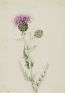 Prärietistel (Cirsium undulatum) av Mary Vaux Walcott