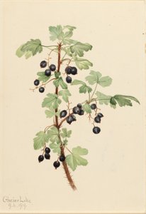 Prickiga vinbär (Ribes lacustre) av Mary Vaux Walcott