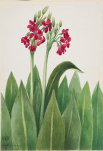Primula parryi (Primula parryi) av Mary Vaux Walcott