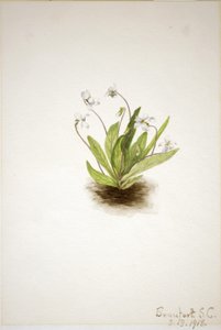 Primrose viol (Viola primulifolia) av Mary Vaux Walcott