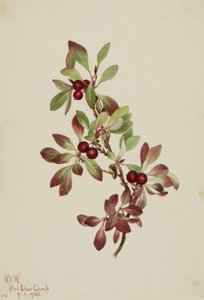 Fjällbär (Arctous alpina) av Mary Vaux Walcott