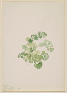 Puccoon (Lithospermum ruderale) av Mary Vaux Walcott