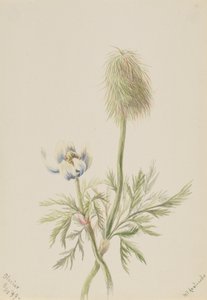 Pulsatilla occidentalis, 1899. av Mary Vaux Walcott