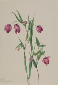 Lila felykta Calochortus anoenum, 1936. av Mary Vaux Walcott