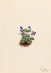 Lila bergsviol (Viola adunca) av Mary Vaux Walcott