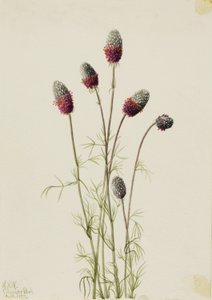 Purpurfärgad prärieklöver (Petalostemon purpureum) av Mary Vaux Walcott