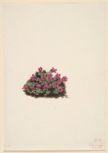 Purpurfärgad saxifrage (Saxifraga oppositifolia) av Mary Vaux Walcott