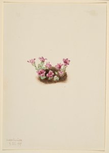 Purpurfärgad Saxifrage (Saxifrage oppositifolia) av Mary Vaux Walcott