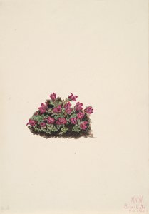 Lila saxifrage Saxifraga oppositifolia, 1924. av Mary Vaux Walcott
