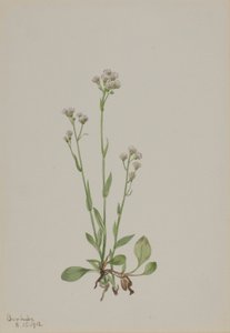 Fittor (Antennaria racemosa) av Mary Vaux Walcott