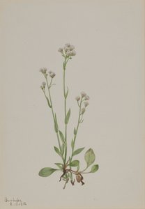 Pussy-Toes Antennaria racemosa, 1918. av Mary Vaux Walcott