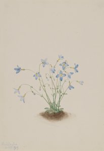 Quakerladies (Houstonia caerulea) av Mary Vaux Walcott