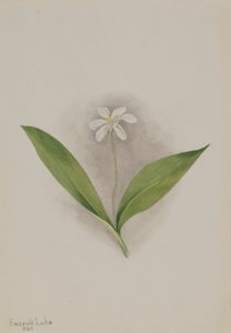 Drottningblomma (Clintonia uniflora) av Mary Vaux Walcott