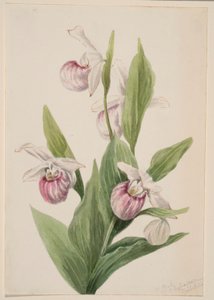 Drottningtoffla (Cypripedium reginae) av Mary Vaux Walcott