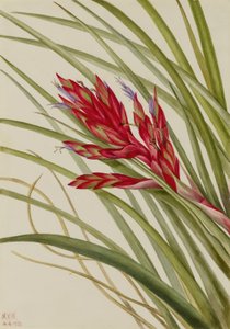 Quill-Leaf Tillandsia (Tillandsia fasciculata) av Mary Vaux Walcott