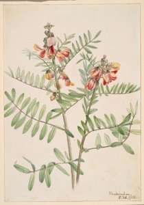 Kaninböna (Cracca virginiana) av Mary Vaux Walcott
