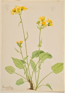 Käringtand (Senecio burkei) av Mary Vaux Walcott