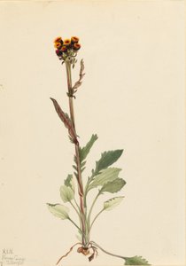 Strålningsfri jordtistel (Senecio pauciflorus) av Mary Vaux Walcott