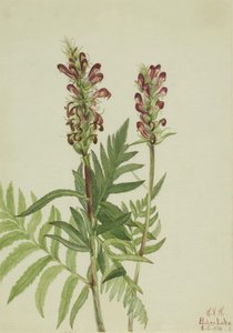 Röd hjälm (Pedicularis bracteosa) av Mary Vaux Walcott