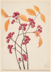 Röda aronia (Aronia arbutifolia) av Mary Vaux Walcott