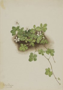 Röda daggbär (Rubus pedatus) av Mary Vaux Walcott