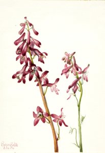 Red Larkspur Delphinium nudicale, 1935. av Mary Vaux Walcott
