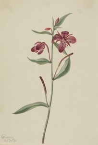 Röd pilört (Epilobium latifolium) av Mary Vaux Walcott