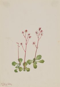 Rödstammens saxifrage Saxifraga lyallii, 1916. av Mary Vaux Walcott