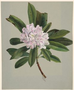 Rhododendron (Rhododendron maximum) av Mary Vaux Walcott