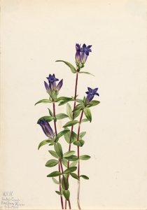 Flodbanksgentiana (Gentiana affinis) av Mary Vaux Walcott