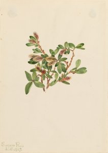 Stenpil (Salix petrophila) av Mary Vaux Walcott