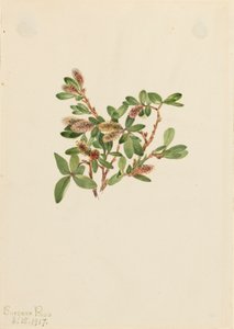 Rock Willow Salix petrophila, 1917. av Mary Vaux Walcott