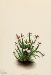 Cassiope från Klippiga bergen (Cassiope mertensiana) av Mary Vaux Walcott