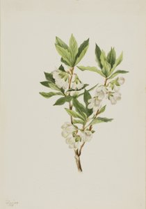 Rhododendron från Klippiga bergen (Rhododendron albiflorum) av Mary Vaux Walcott