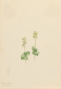 Klippig bergsblad (Ophrys necrophylla) av Mary Vaux Walcott
