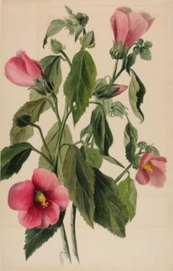 Rosengentiana (Sabbatia angularis) av Mary Vaux Walcott