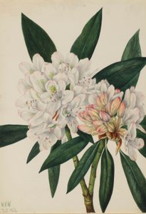 Rosebay Rhododendron (Rhododendron maximum) av Mary Vaux Walcott