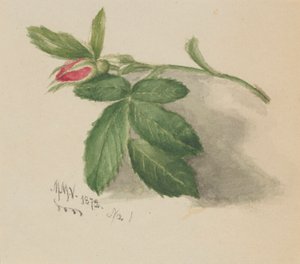 Rosenknopp av Mary Vaux Walcott