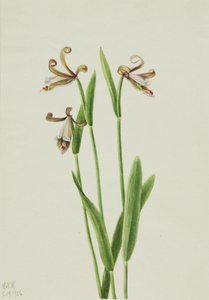 Rosebud Orchid Pogonia Dewarikat, 1926. av Mary Vaux Walcott