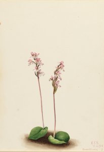 Rundbladig orkidé (Orchis rotundifolia) av Mary Vaux Walcott