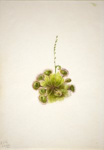 Rundbladig solvända (Drosera rotundifolia) av Mary Vaux Walcott