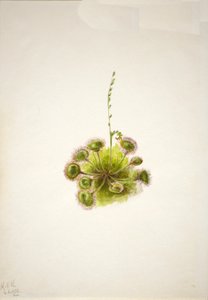 Rundbladig soldagg Drosera rotundifolia, 1933. av Mary Vaux Walcott