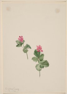 Rubus articus av Mary Vaux Walcott