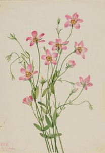 Saltmarsk Rosengren (Sabbatia stellaris) av Mary Vaux Walcott