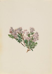 Sandmyrten (Leiophyllum lyoni) av Mary Vaux Walcott
